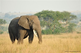 WCS Applauds Passage of END Wildlife Trafficking Act by U.S. Congress
